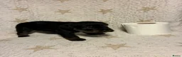 Mixed Breed dogs for sale: Staffypoo’s - Advert 35