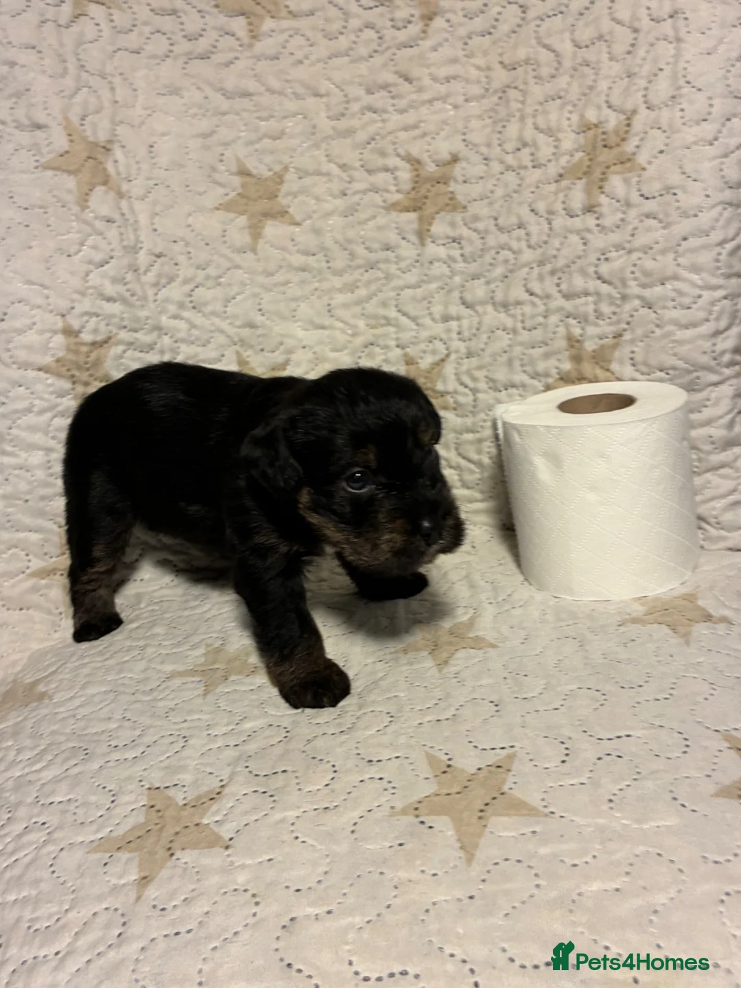 Mixed Breed dogs for sale: Staffypoo’s - Advert 35