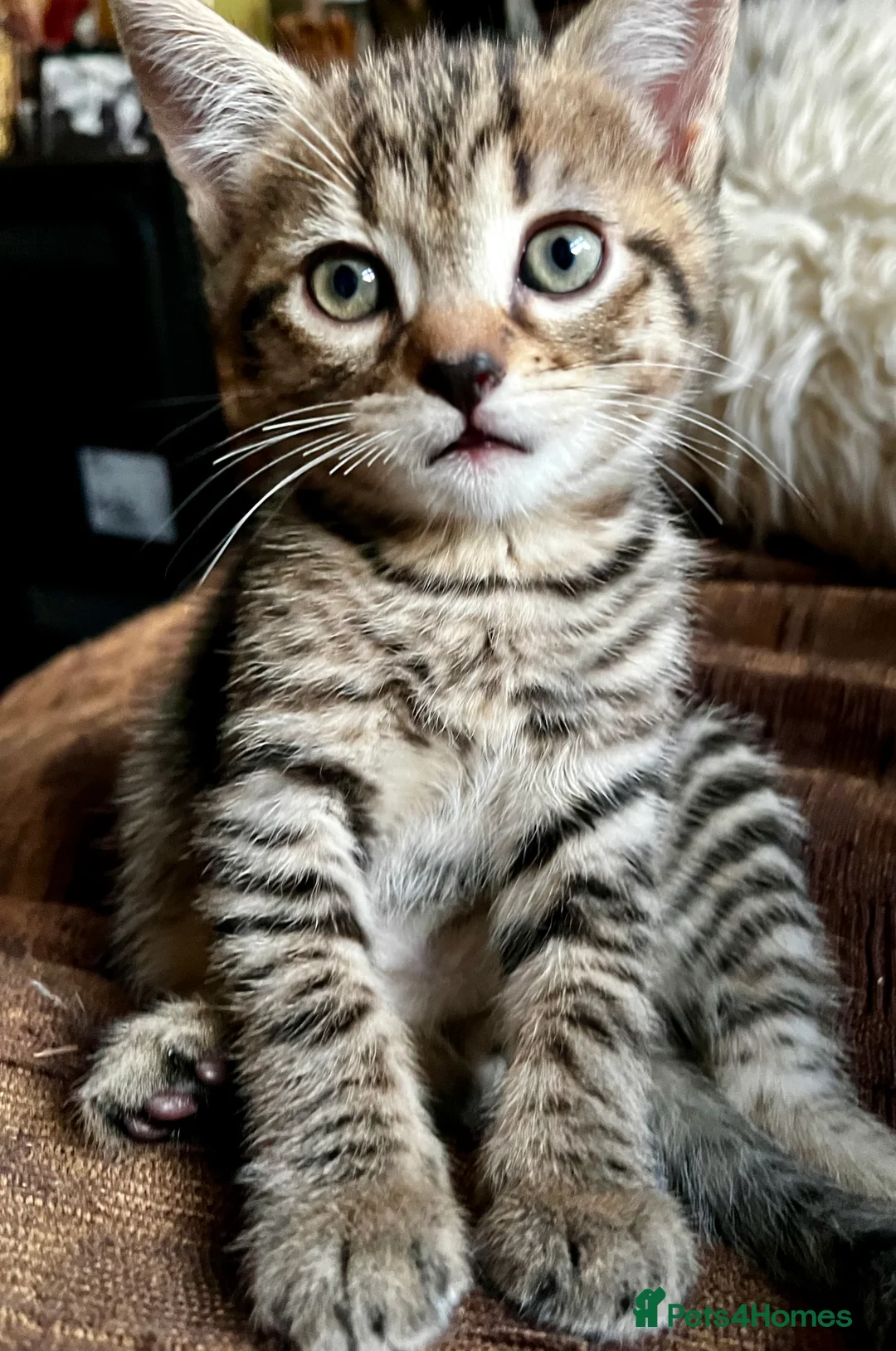 Bengal cats for sale:  Glittery Bengal X KittensWith Famous References!  - Advert 2