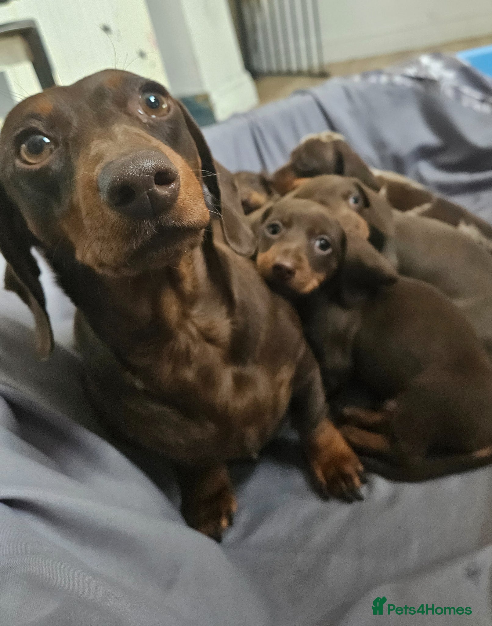 Miniature Dachshund dogs Miniature dachshund - Advert 4