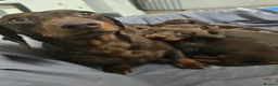 Miniature Dachshund dogs for sale: Miniature dachshund - Advert 1