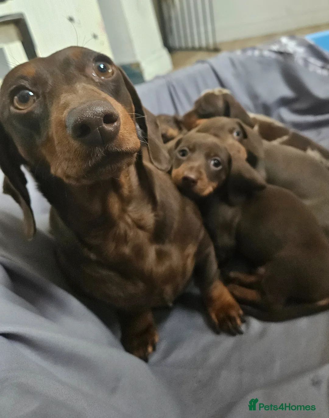 Miniature Dachshund dogs for sale: Miniature dachshund - Advert 1