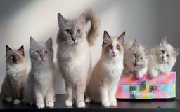 Ragdoll cats for sale: Due to Time Wasters- Stunning GCCF Boy Available - Image 6