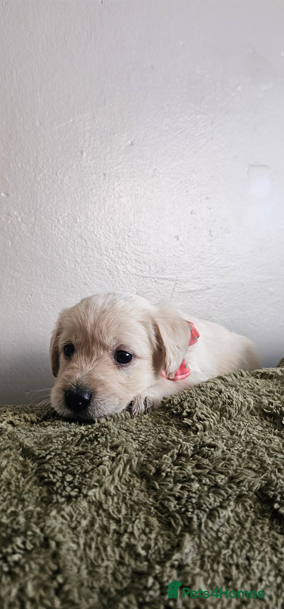 Schnoodle dogs for sale: Perfect schnoodles - Advert 13