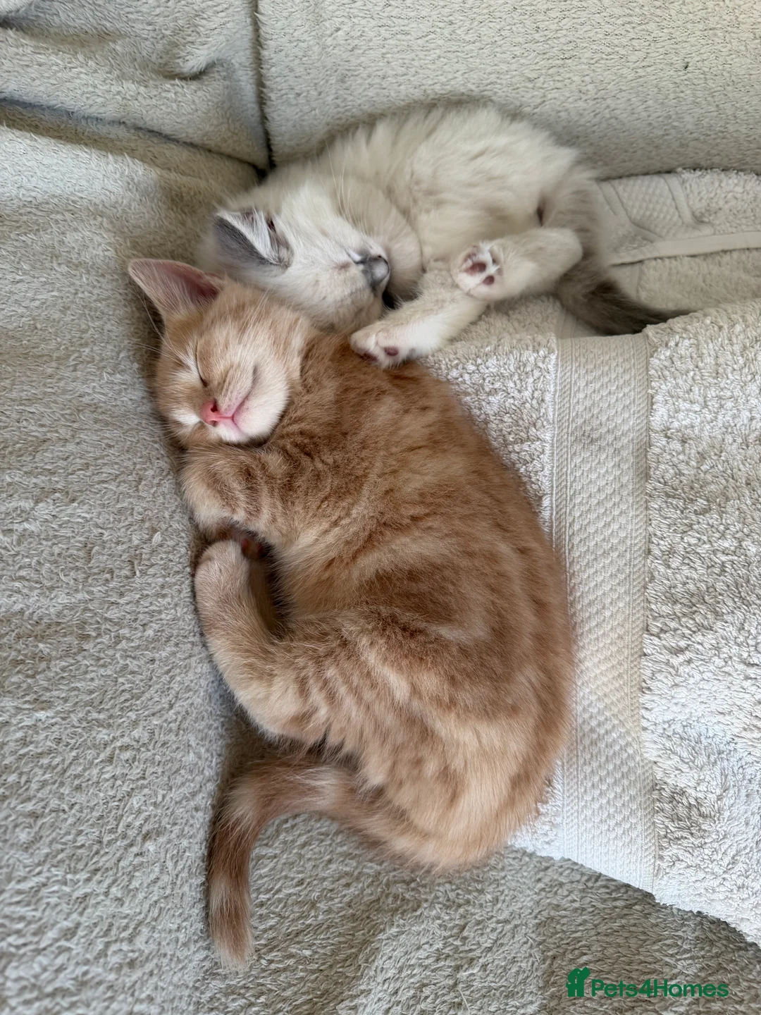 Ragdoll cats for sale: Ragdoll x BSH  - Advert 7