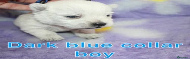 West Highland Terrier Puppy 1