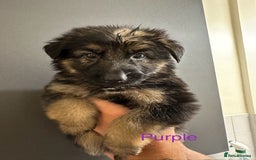 German Shepherd dogs for sale: German shepherd  - Image 17