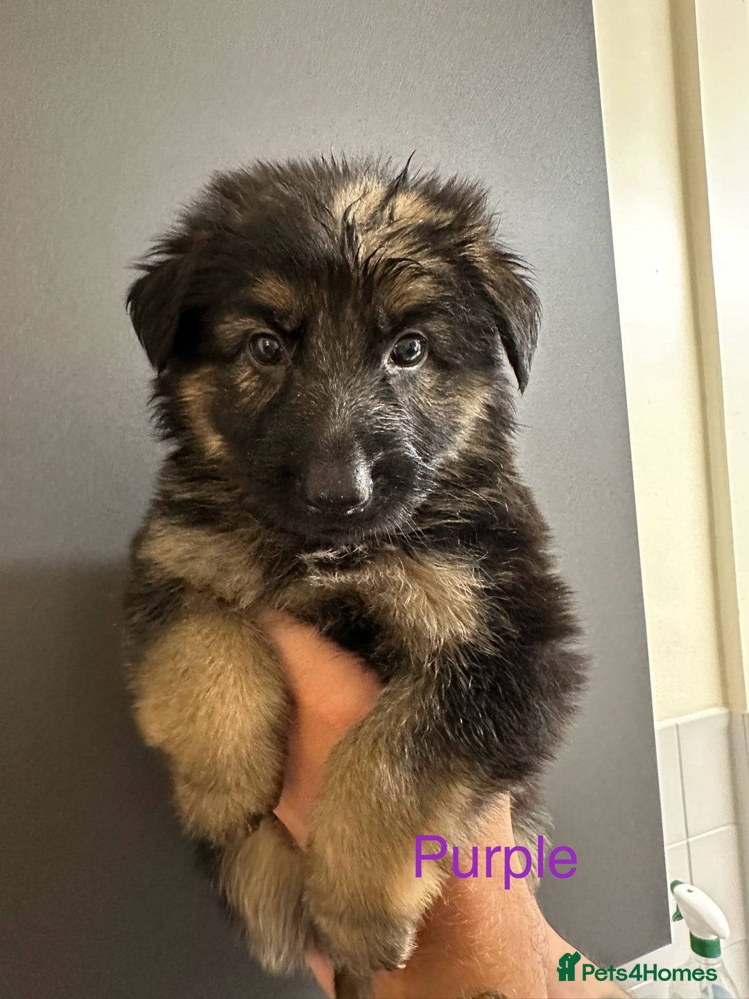 German Shepherd dogs for sale: German shepherd  - Image 17