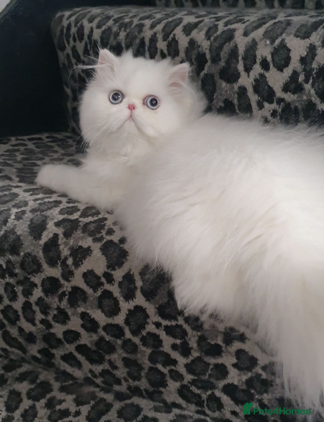 Persian cats 🎀 One girl left GCCF Persian Kitten 🎀 - Advert 4
