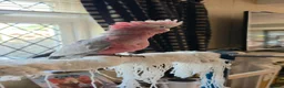 Cockatoo birds for sale: Hand-Raised cockatoo Galah Baby Parrot - Advert 3