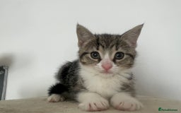 Mixed Breed cats for sale: Gorgeous tabby kittens are looking for new home  - Image 20