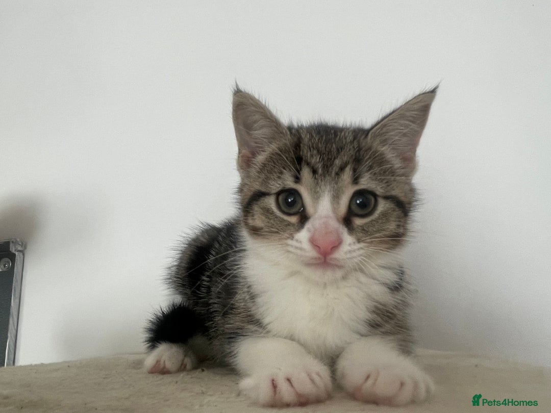 Mixed Breed cats for sale: Gorgeous tabby kittens are looking for new home  - Image 20