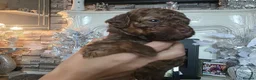 Jackapoo dogs for sale: F1b jackpoos  - Advert 6