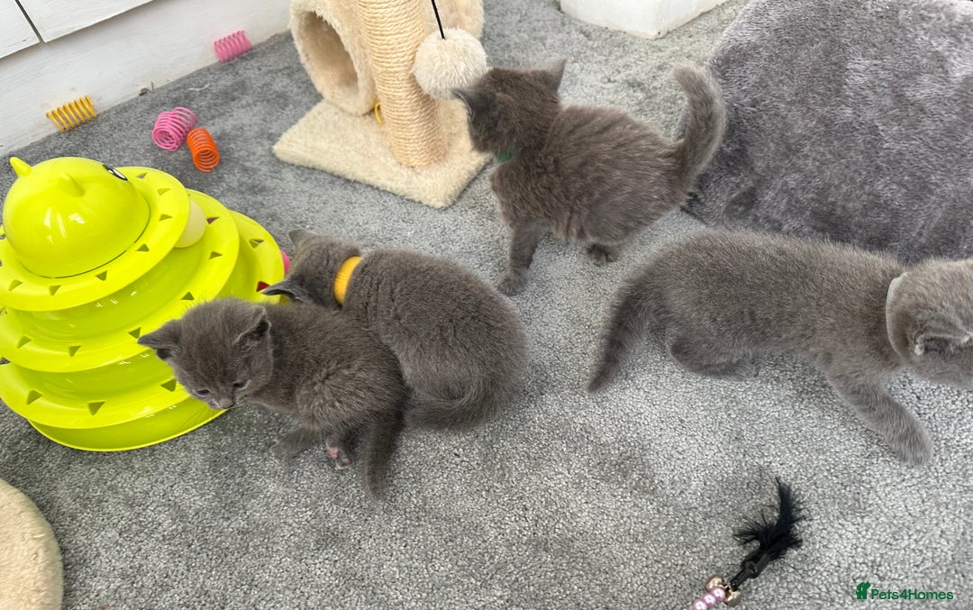 Russian Blue cats for sale: Russian Blue Kittens  - Advert 3