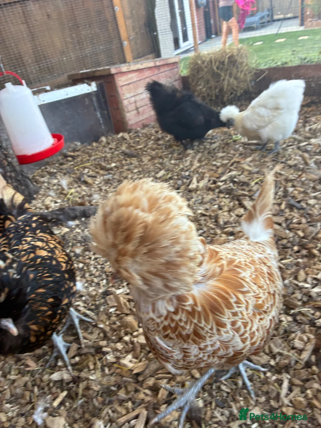 Mixed Breed poultry for sale: 5young hens 2 polish layers 3 silkies  - Advert 2