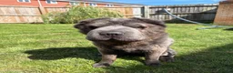 Shar Pei dogs for sale: Rare Blue Bearcoat Shar Pei Male 1 year old - Advert 25