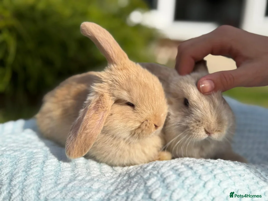 Mixed Breed rabbits for sale: 3 Adorable baby bunnies, ready 15 june in Telford - Advert 2