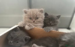 British Shorthair cats for sale: British shorthair kittens(long hair boy left )  - Image 3