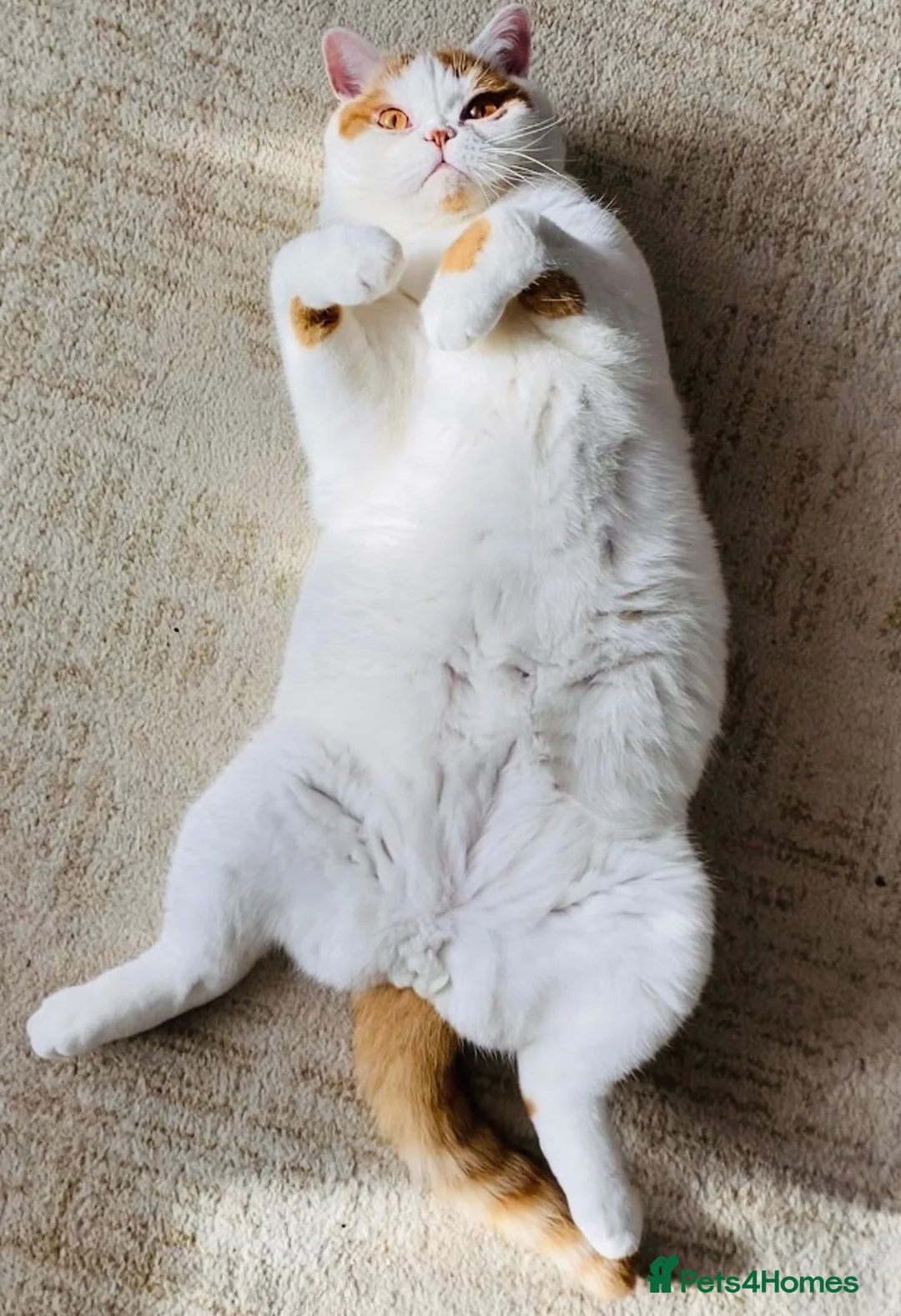 British Shorthair cats for sale: British shorthair  - Advert 3