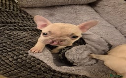 French Bulldog dogs for sale: Beautiful frenchie puppies looking to be homed  - Image 8