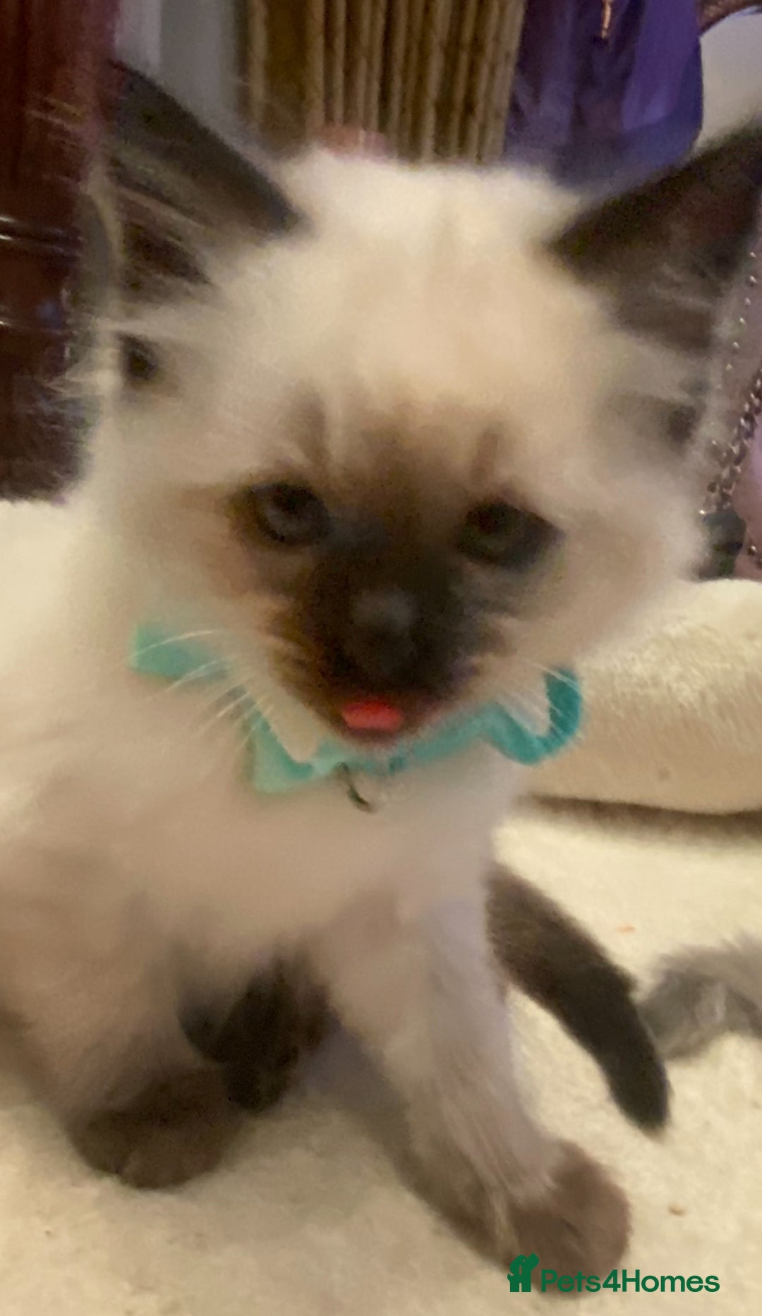 Ragdoll cats for sale: Stunning Ragdolls kittens - Advert 8