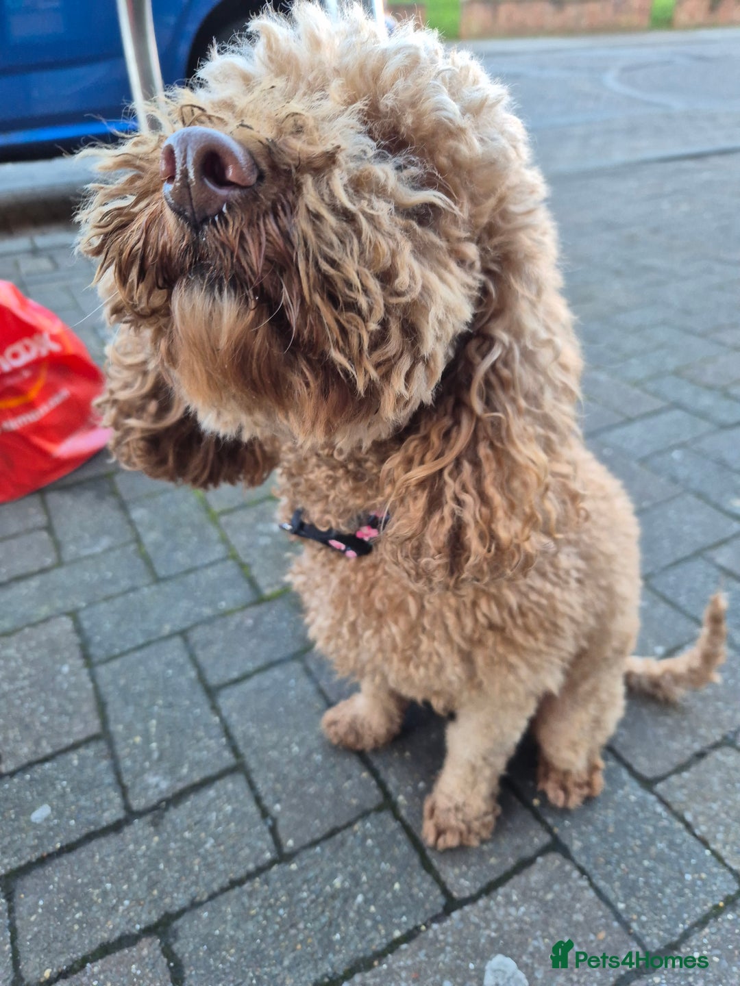 Cockapoo dogs for sale: 3 years old coockapoo- Cookie  - Advert 1