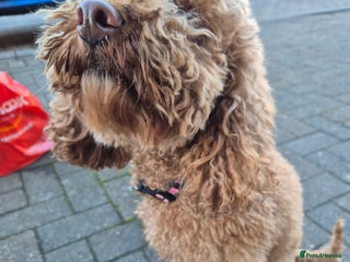 Cockapoo dogs 3 years old coockapoo- Cookie - Advert 4