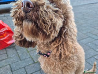 Cockapoo dogs 3 years old coockapoo- Cookie - Advert 9