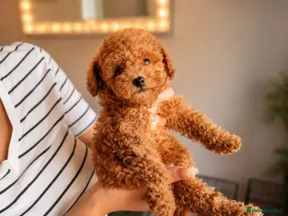 Maltipoo dogs 💥Tiny Asian Maltipoo Puppies💥 - Advert 5