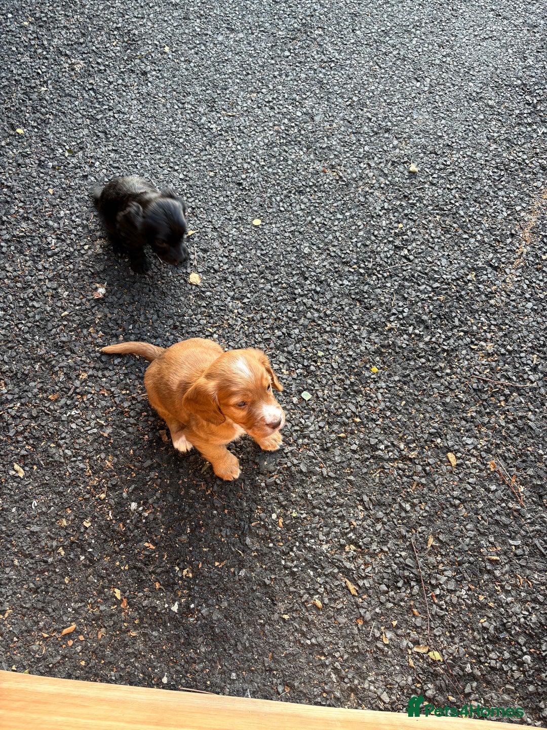 Cocker Spaniel dogs for sale: Working cocker spaniel puppies - Image 9