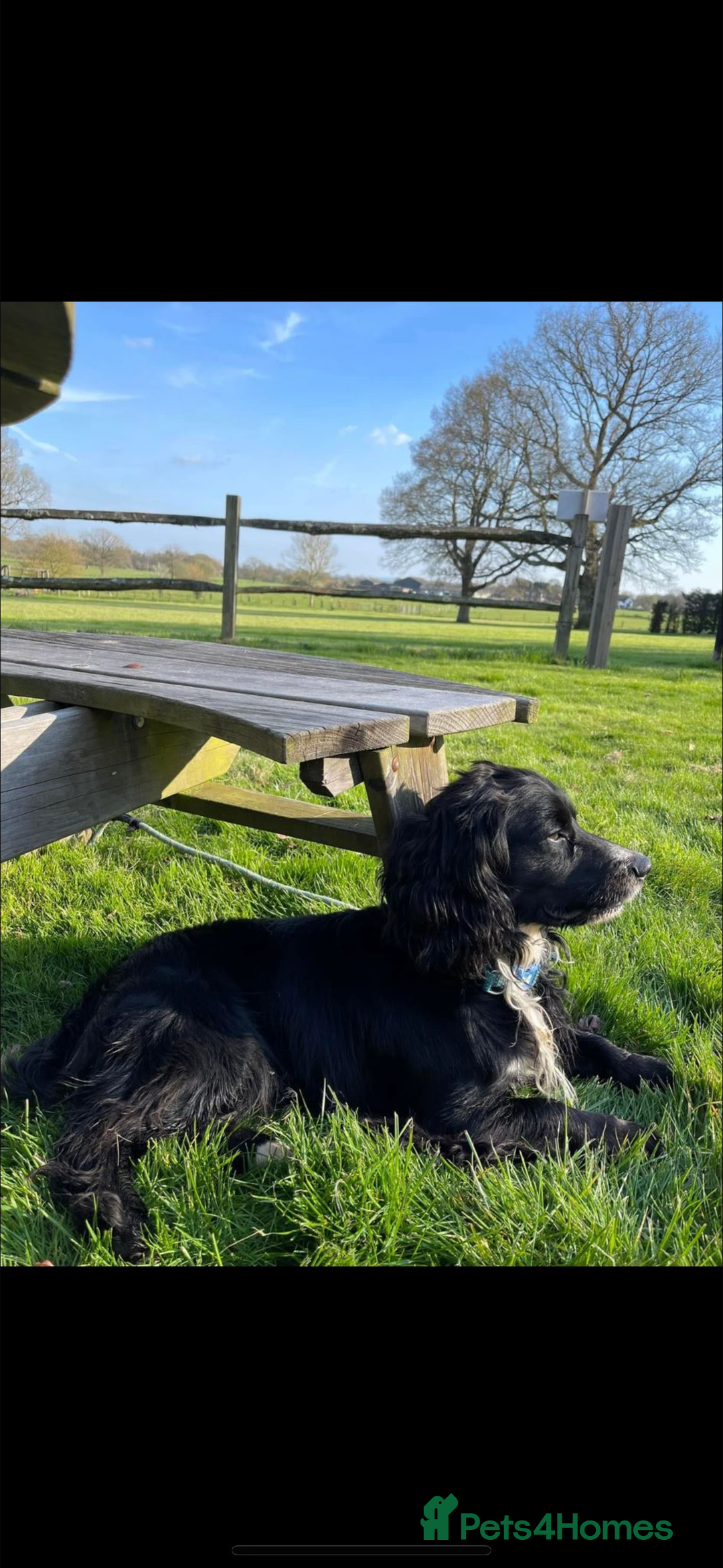 Cocker Spaniel dogs for sale: Working Cocker spaniels beautiful markings   - Advert 13
