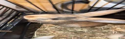 Mixed Breed rabbits for sale: Baby rabbits   in Newton Abbot - Advert 2