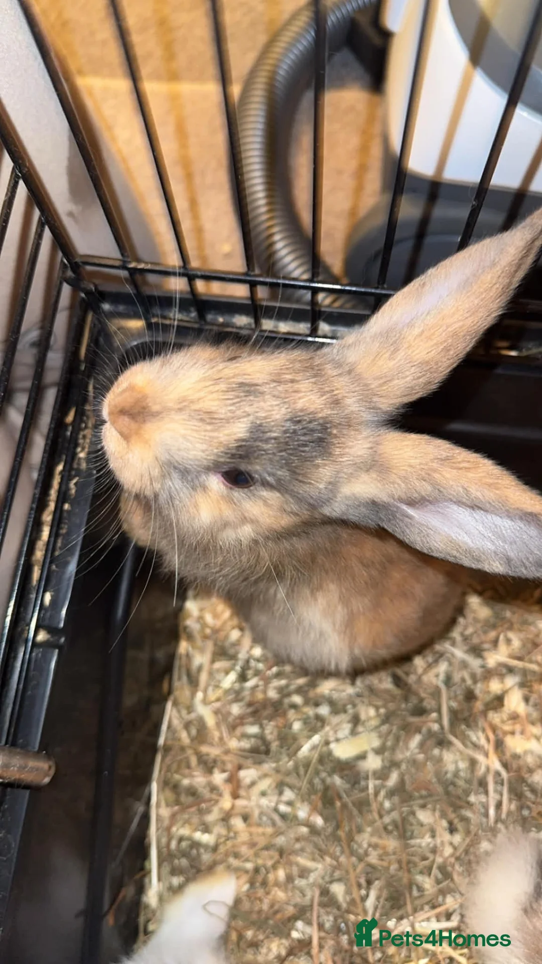 Mixed Breed rabbits for sale: Baby rabbits   in Newton Abbot - Advert 2