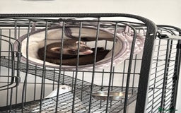 Ferret rodents for sale: Female ferret for sale - Advert 1
