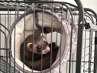 Ferret rodents Female ferret for sale - Advert 1