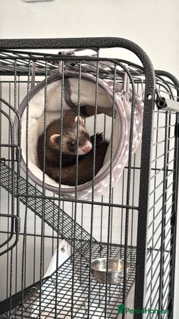 Ferret rodents Female ferret for sale (Cage, food, litter inc) - Advert 1