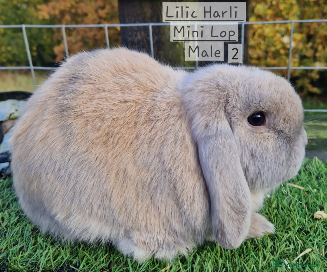 Mini Lop rabbits for sale: Various Mini Lops  - Advert 12