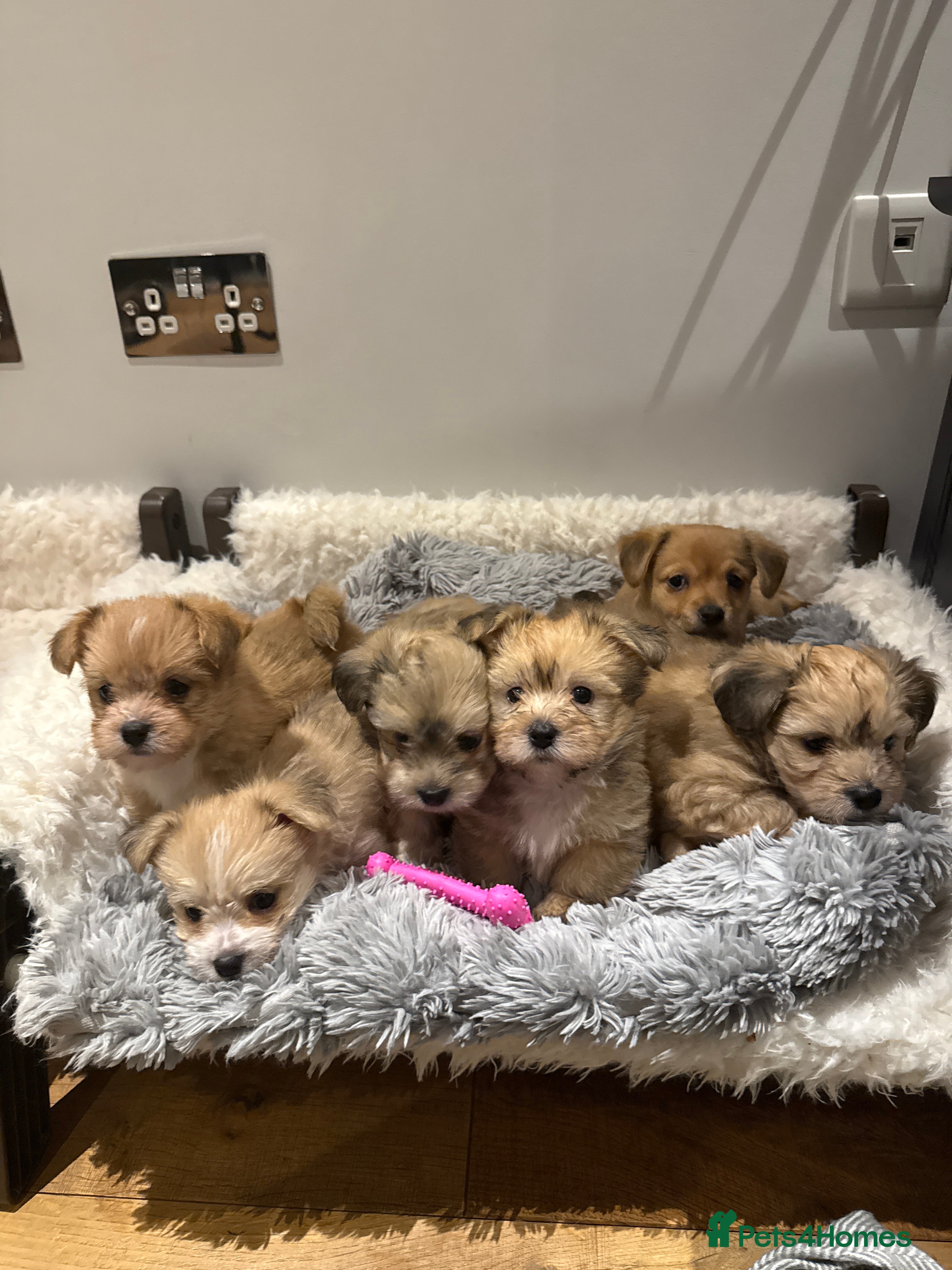 Mixed Breed dogs Unique mix - Maltese x JackChi Puppies - Advert 2