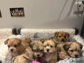 Mixed Breed dogs Unique mix - Maltese x JackChi Puppies - Advert 2
