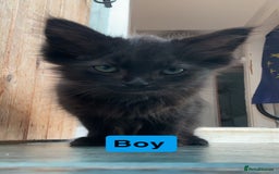 Domestic Shorthair cats for sale: Gorgeous fluff balls needing a home - Image 4
