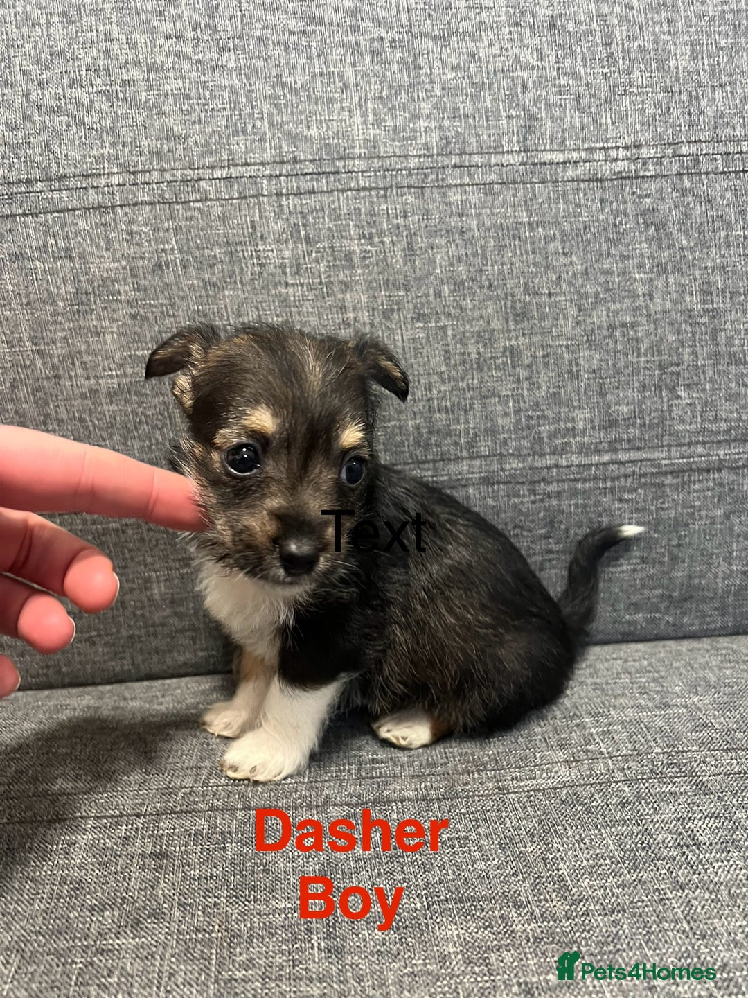 Jack Russell dogs for sale: Jack russel puppies for sale  - Advert 10