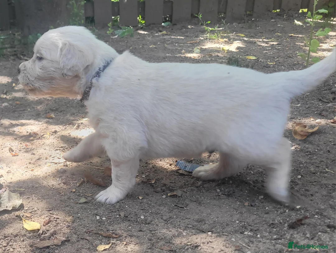Golden Retriever dogs for sale: Beautiful Golden retriever puppies - Advert 8