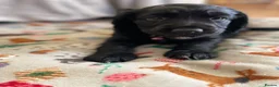 Cocker Spaniel dogs for sale: Cocker Spaniel males - Advert 18