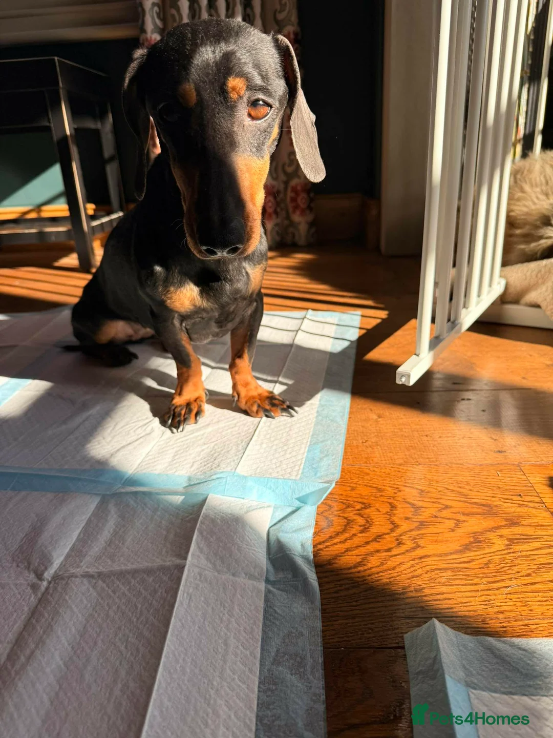 Dachshund dogs for adoption: DOTTY - Advert 10