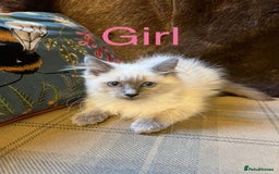 Ragdoll cats for sale: Beautiful ragdoll kittens ready now  - Image 7