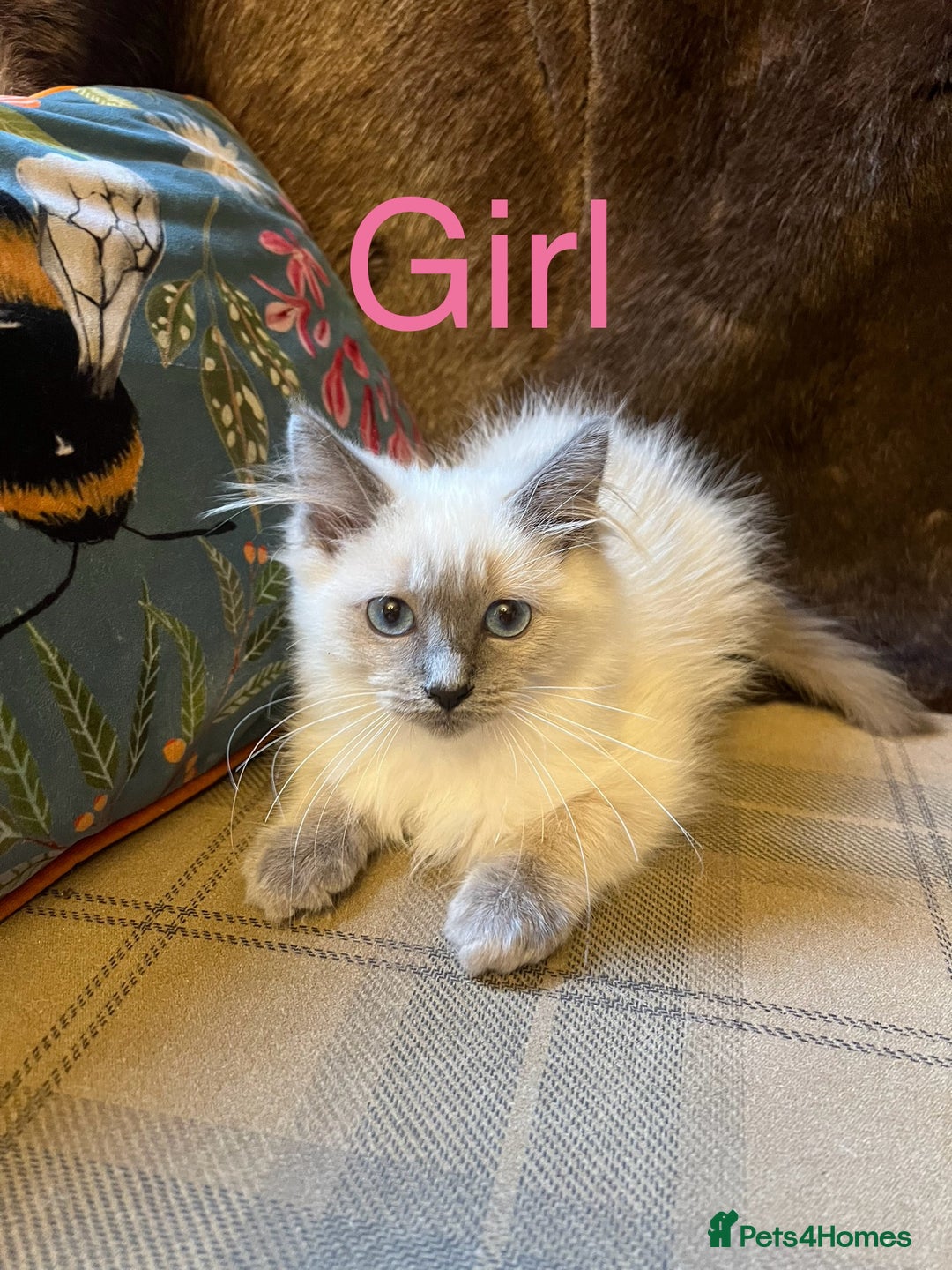 Ragdoll cats for sale: Beautiful ragdoll kittens ready now  - Image 7