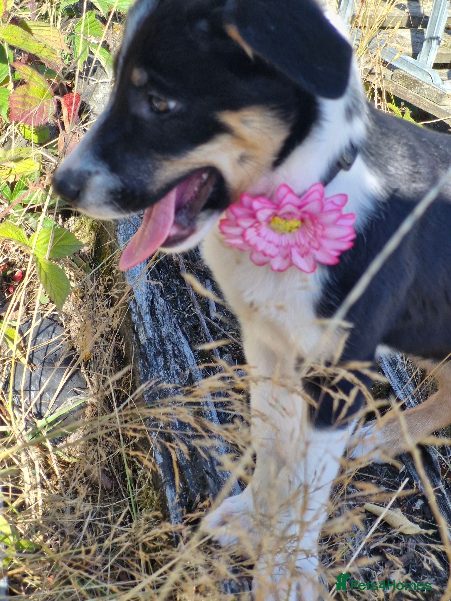 Border Collie dogs Ready*Beautiful Girl & Boy* Ready - Advert 1