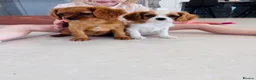 Cavalier King Charles Spaniel dogs for sale: Cavalier King Charles puppies - Advert 2