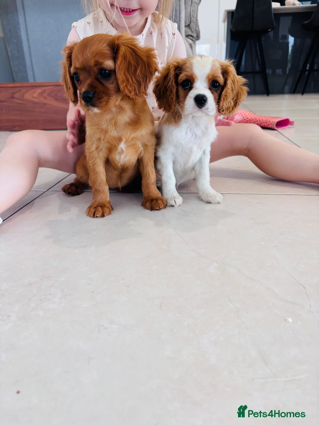 Cavalier King Charles Spaniel dogs for sale: Cavalier King Charles puppies - Advert 2