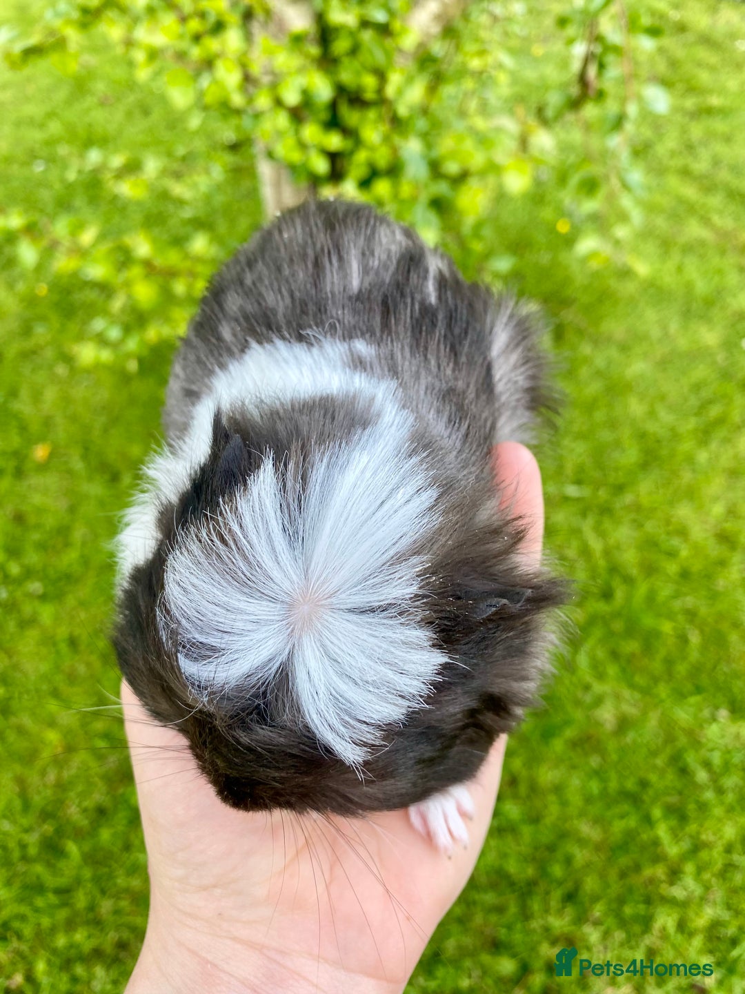 Guinea Pig rodents for sale: Long haired Guinea Pigs For Sale - Image 16